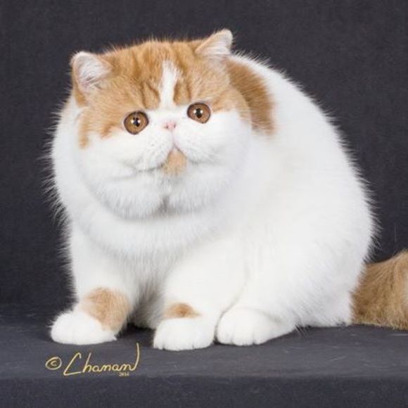 Meet your Posher, Heather - Picture 1 of 1